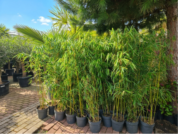 Fargesia robusta Campbell 150 cm